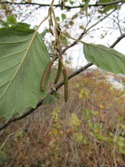 w004417mitumata1-2