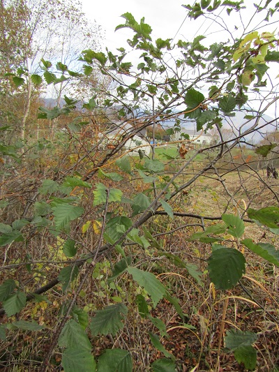 w004417mitumata1