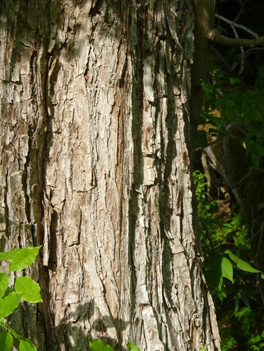w004417mitumata22-3