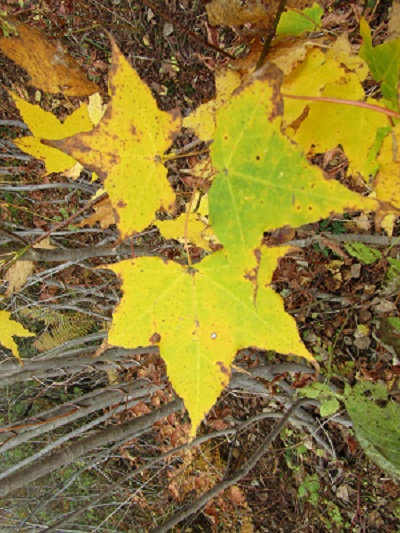 w004417mitumata5-1