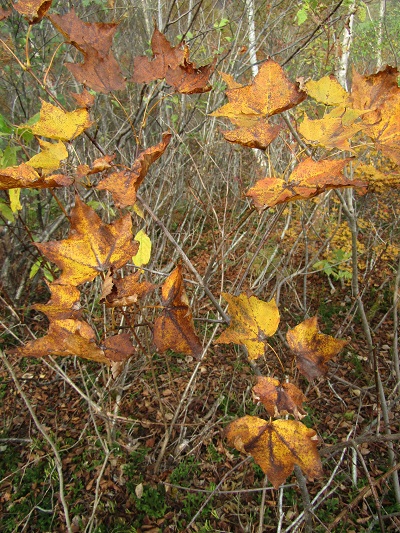 w004417mitumata5