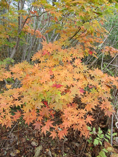 w004417mitumata6-1