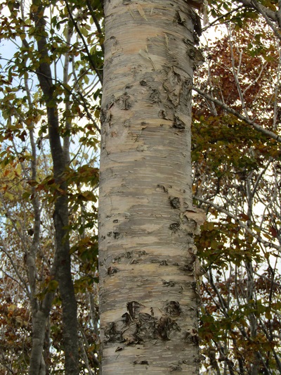 w004417mitumata7-1