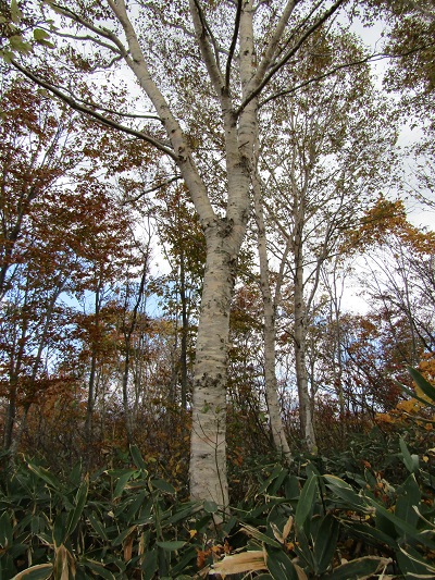 w004417mitumata7