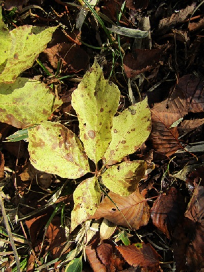 w004417mitumata8-1
