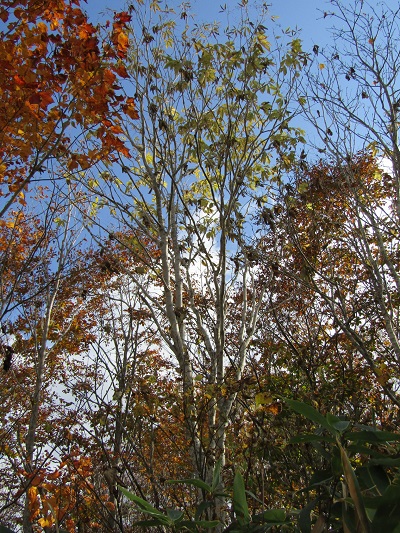 w004417mitumata8