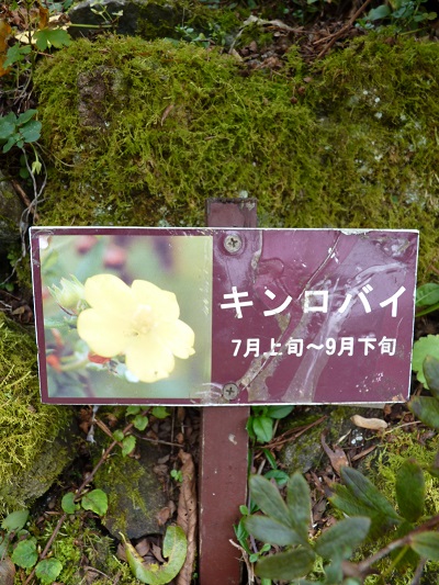 w004417yuzawa8