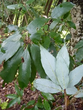 w004420kotunagi-1