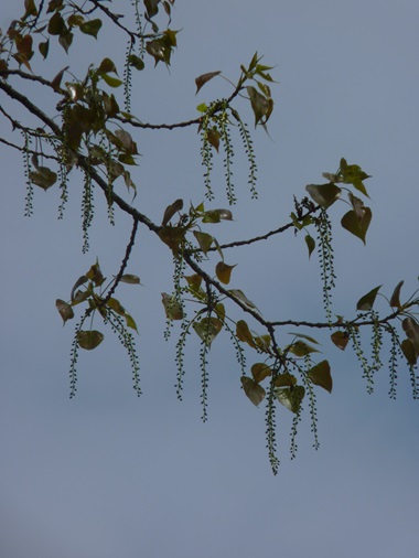 w004420nisinakanomata11-1