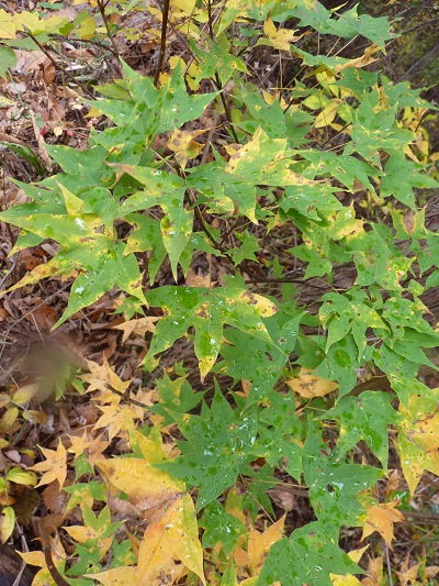 w004420umenomata