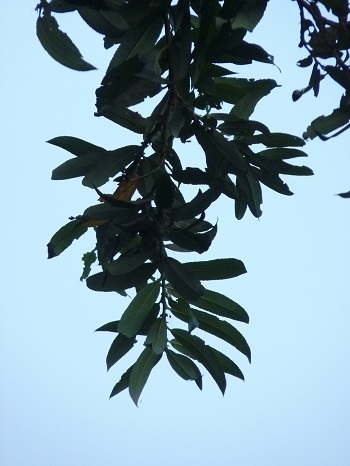 w004421nisinoya-1