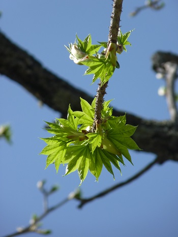 w004421sasagamine12-1