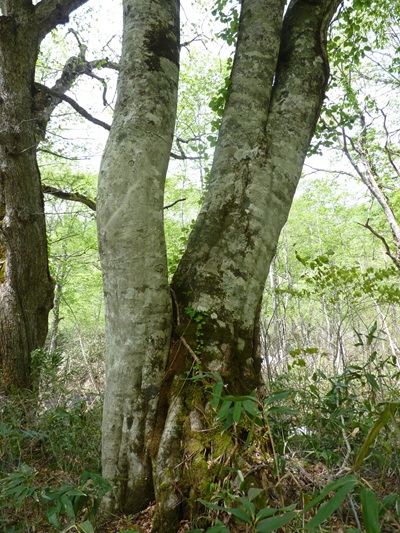 w004421sasagamine20