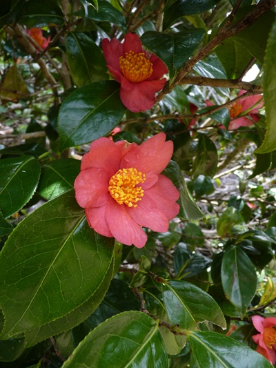 w004421sasagamine36