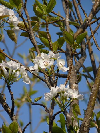 w004421sasagamine5-1