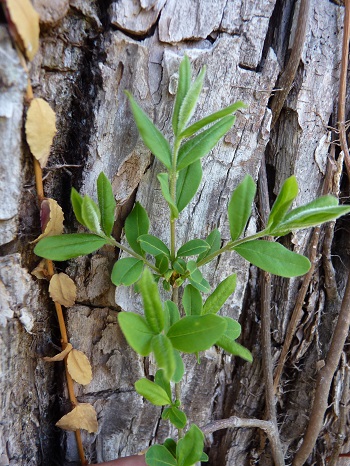 w004421sasagamine6-1