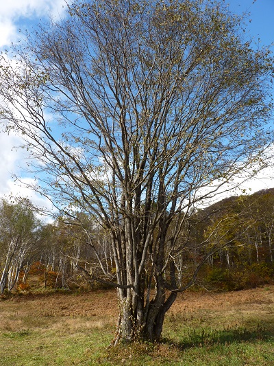w004421suginosawa12