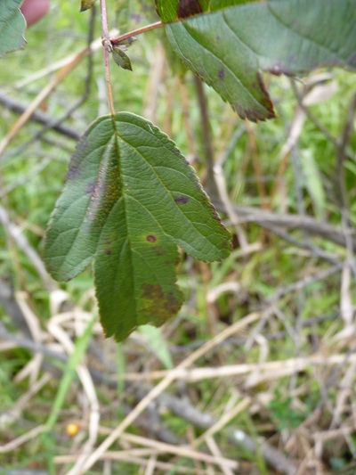 w004421tarumoto19