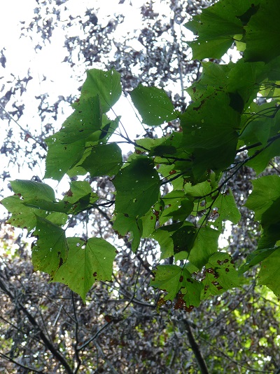 w004422ootani1-1