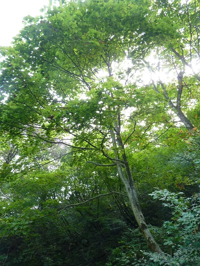 w004422ootani1