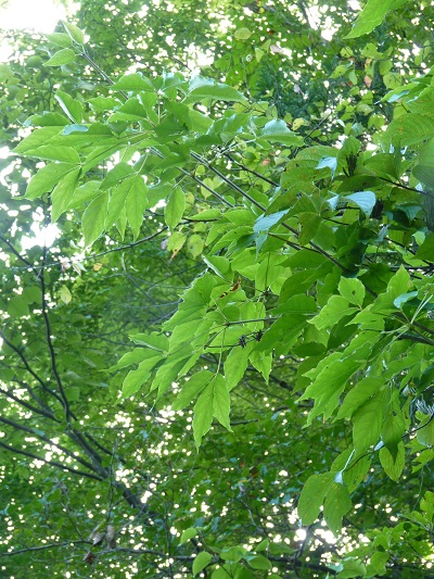 w004422ootani2