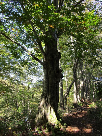 w004422yosigahira1
