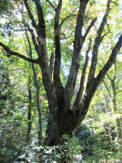 w004422yosigahira2