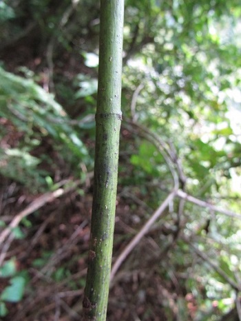 w004424oosawa-2