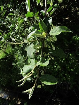 w004425rengeji-1