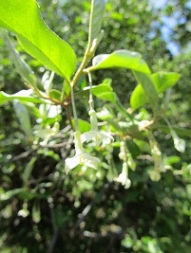 w004425rengeji-2