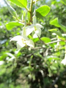 w004425rengeji-3
