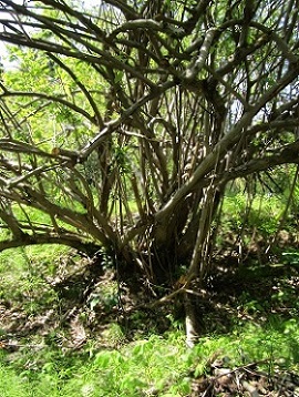 w004425rengeji-4