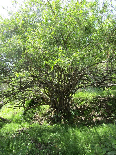w004425rengeji
