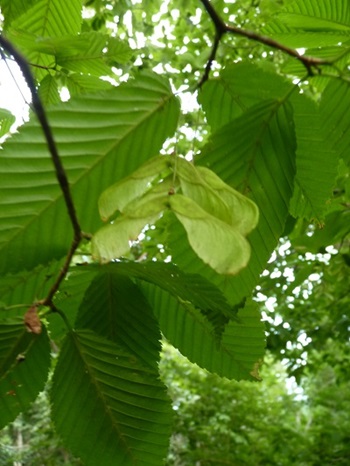 w004425rengeji1-1