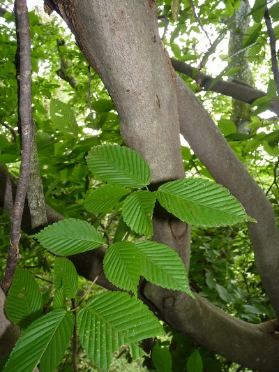 w004425rengeji1