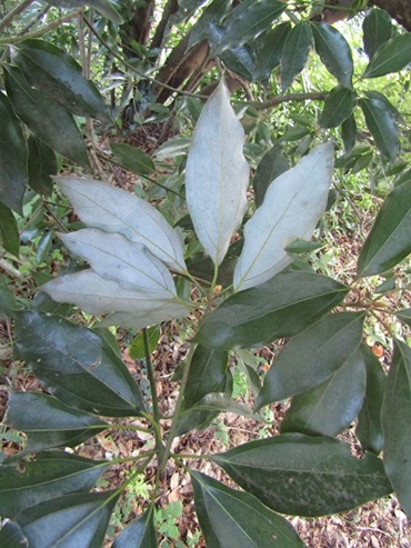 w004425rengeji10-1