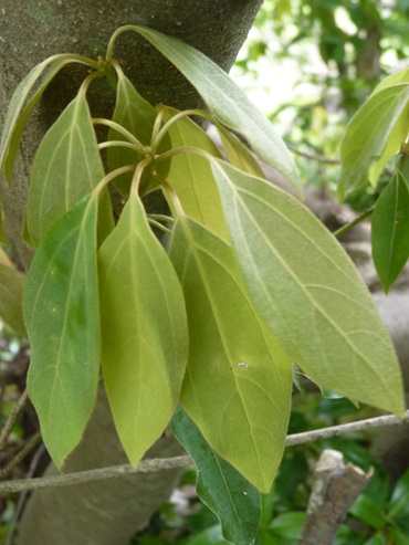 w004425rengeji10-2