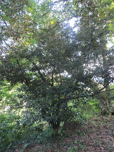 w004425rengeji10