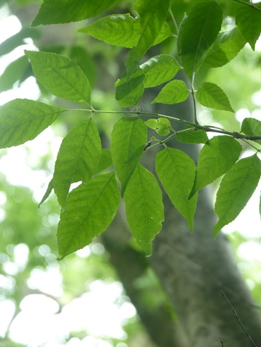 w004425rengeji11-1