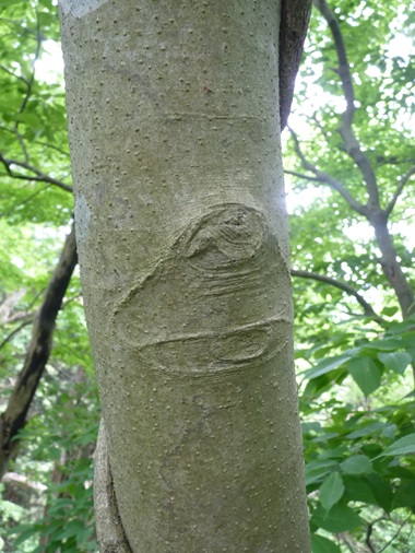 w004425rengeji11-2