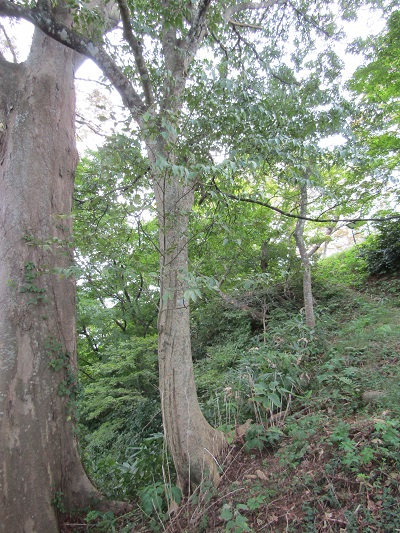 w004425rengeji11