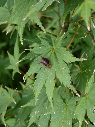 w004425rengeji12-1