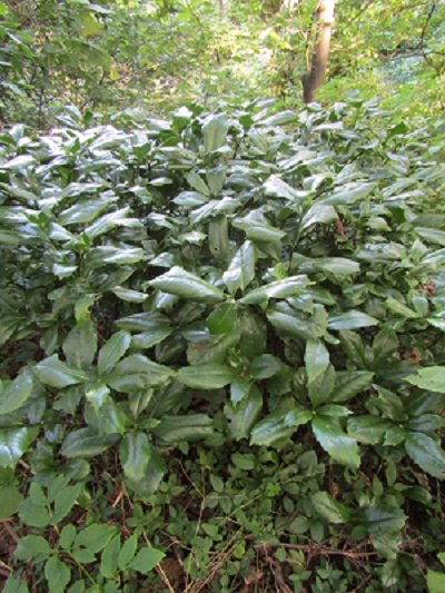 w004425rengeji13