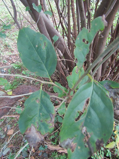 w004425rengeji14-1