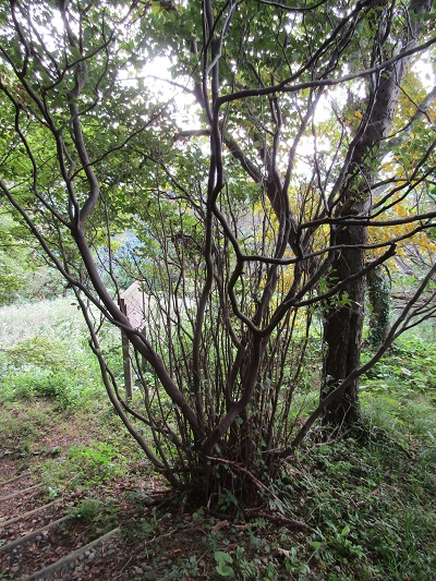 w004425rengeji14