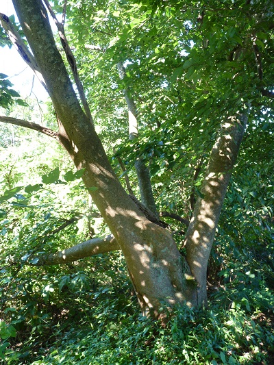 w004425rengeji16