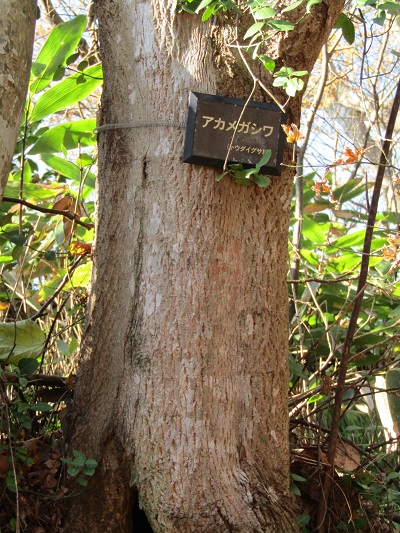 w004425rengeji17