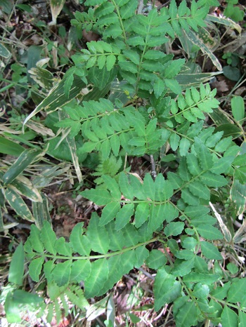w004425rengeji19-1