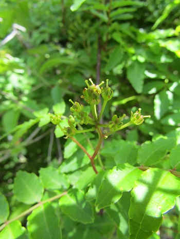 w004425rengeji19-3