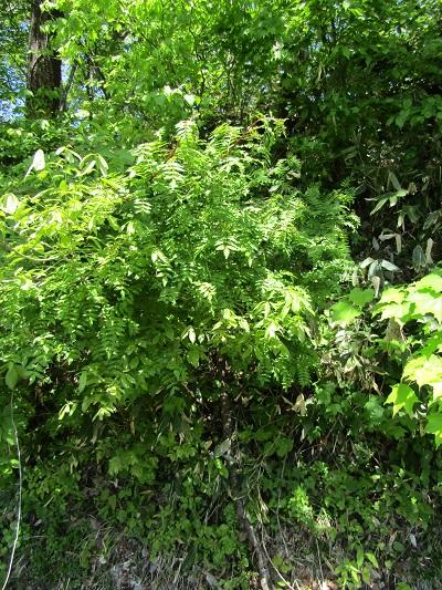 w004425rengeji19